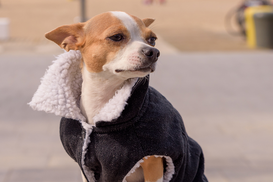 Ropa para moda en auge en el sector de la mascota - Animal MAX Blog